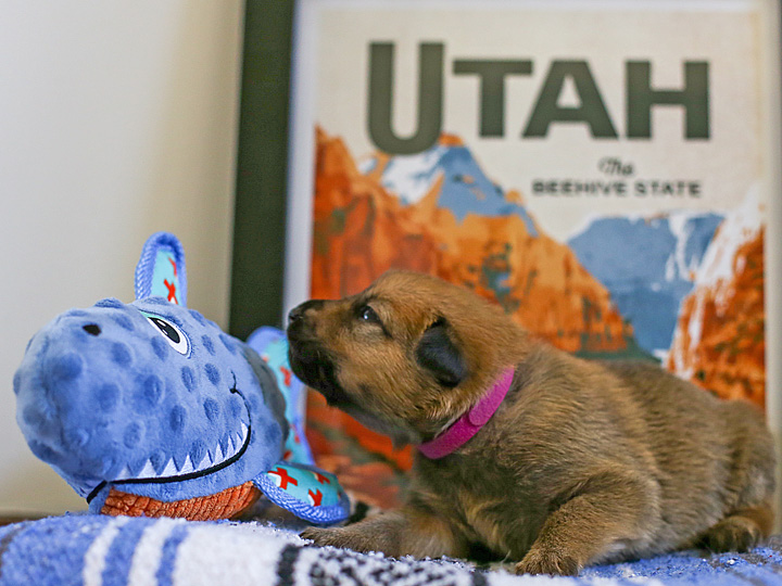 chinook puppy